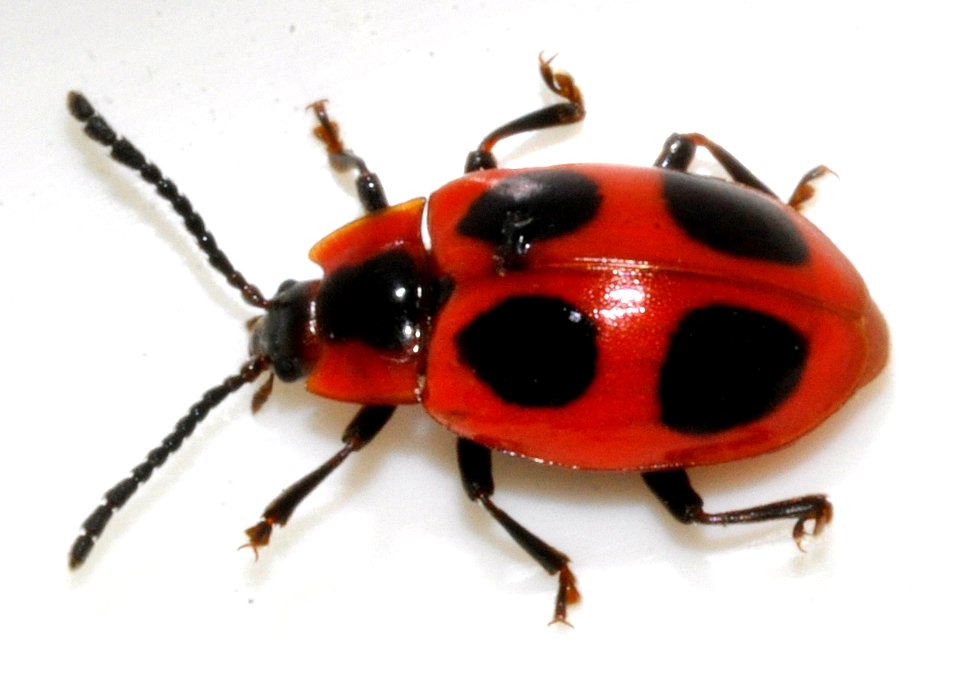 Endomychus-coccineus-08-fws