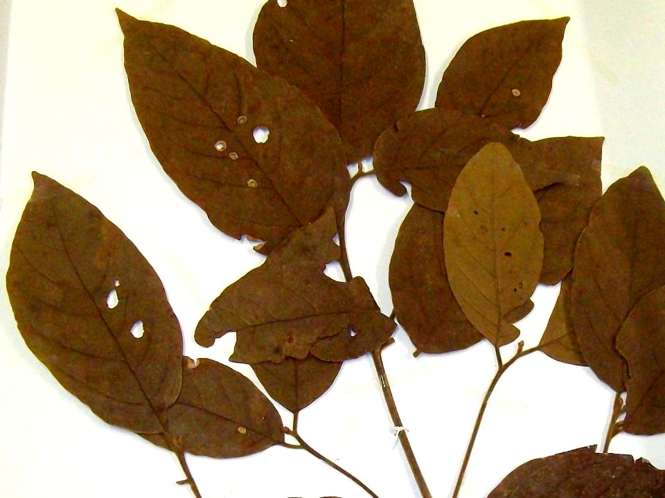 Endiandra hayesii dead leaves