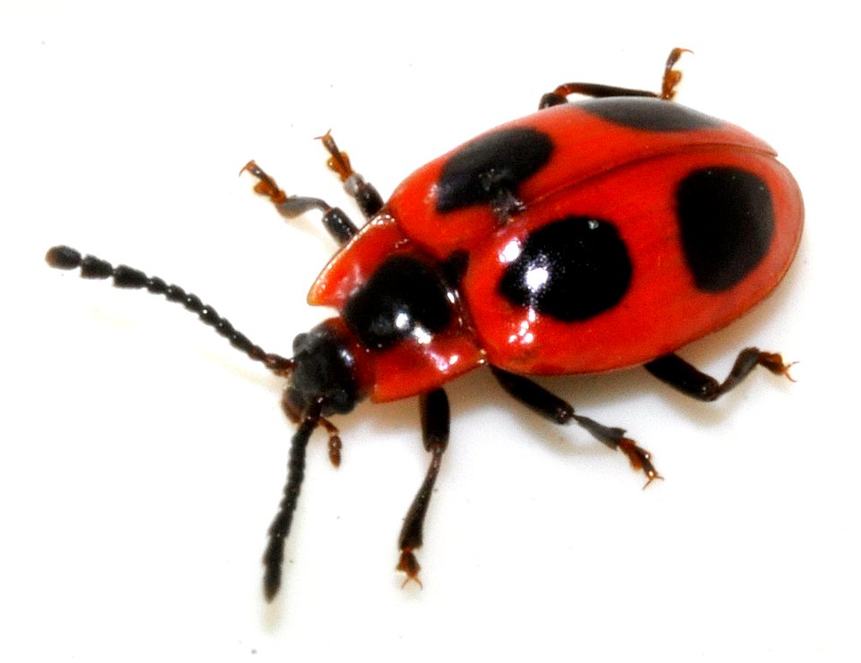 Endomychus-coccineus-06-fws