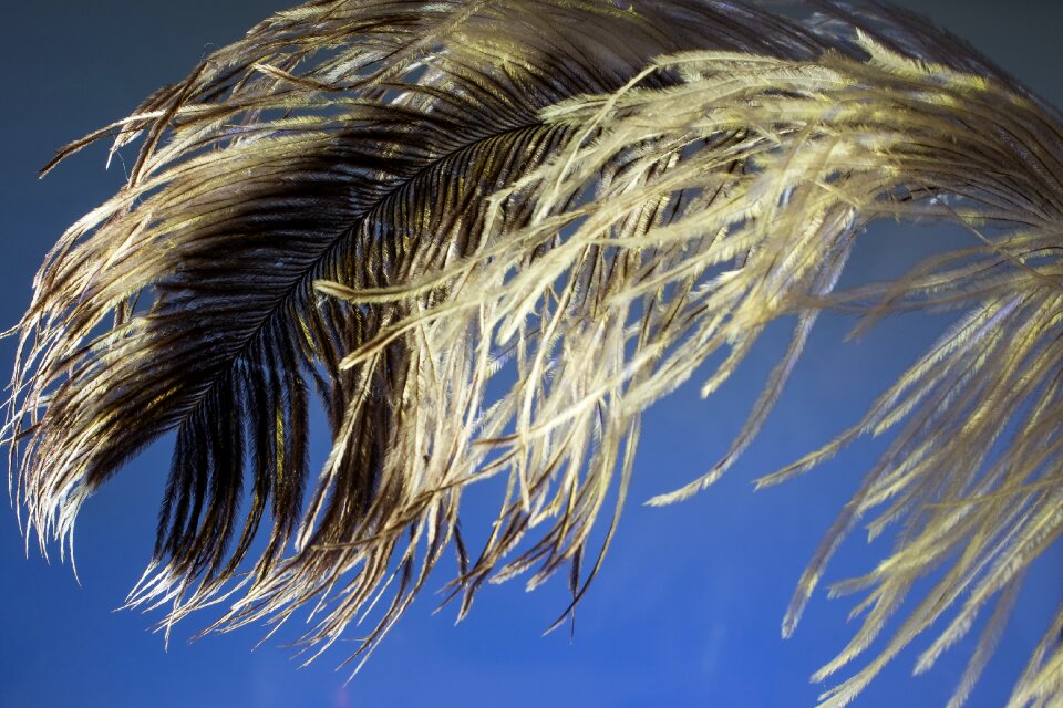Strauss close up bird feather