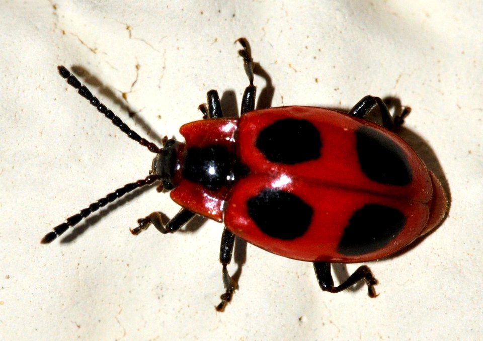 Endomychus-coccineus-05-fws