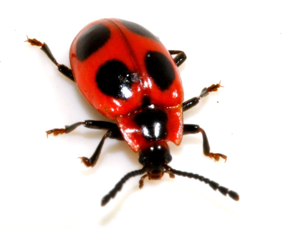 Endomychus-coccineus-10-fws