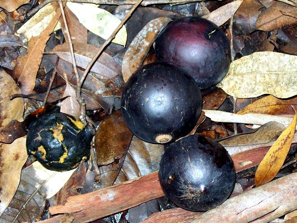 Endiandra globosa drupe