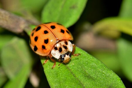 Harlequin lady beetle multicolored multivariate photo