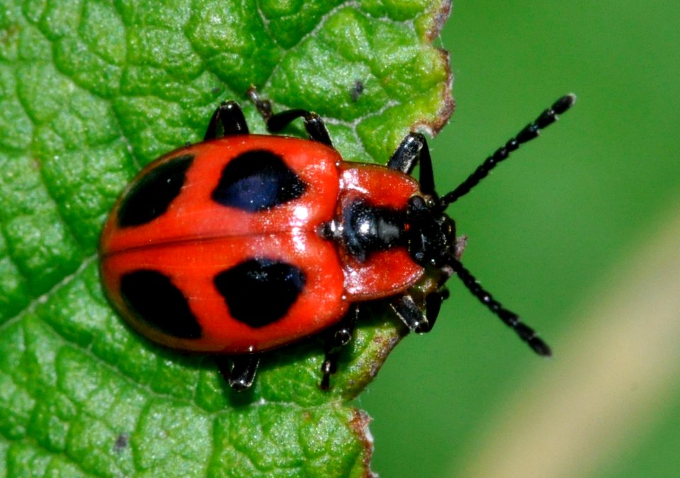 Endomychus-coccineus-02-fws