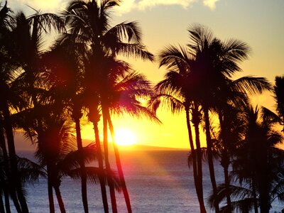 Sea tree palm photo
