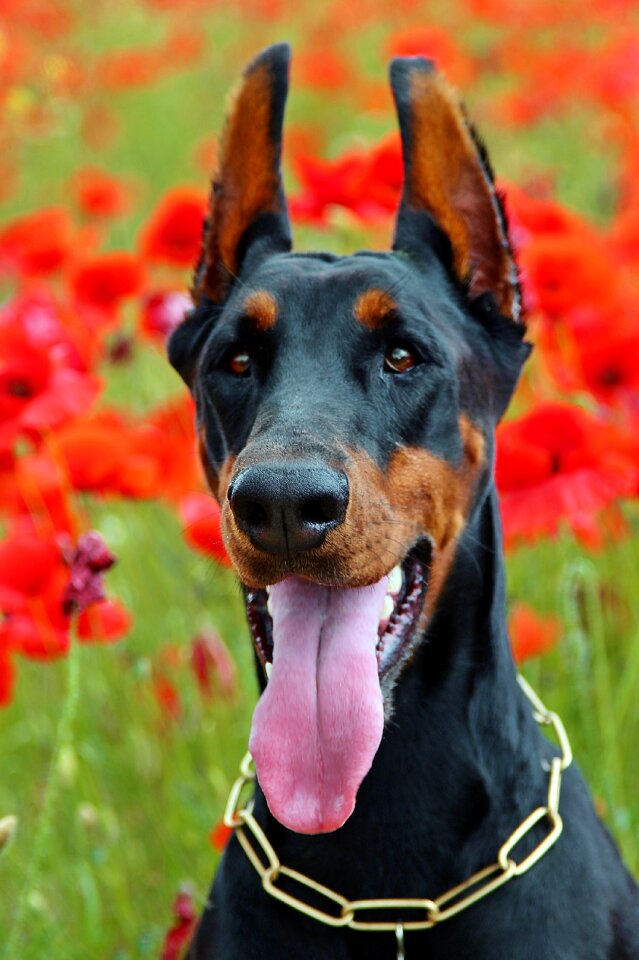 Doberman dog portrait language