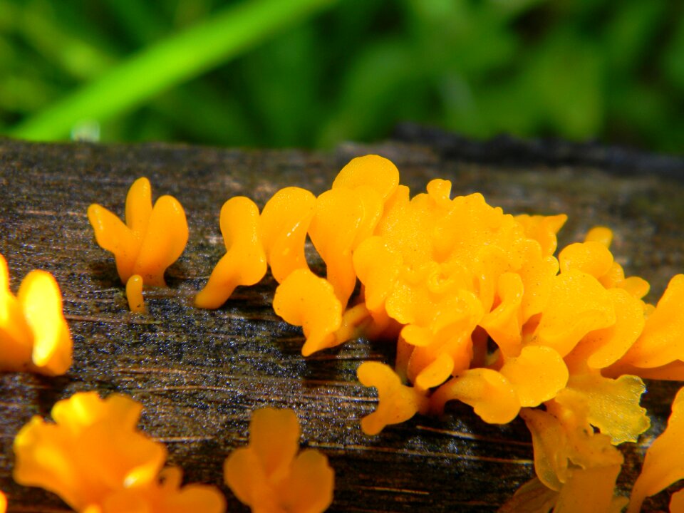 Mushroom nature natural