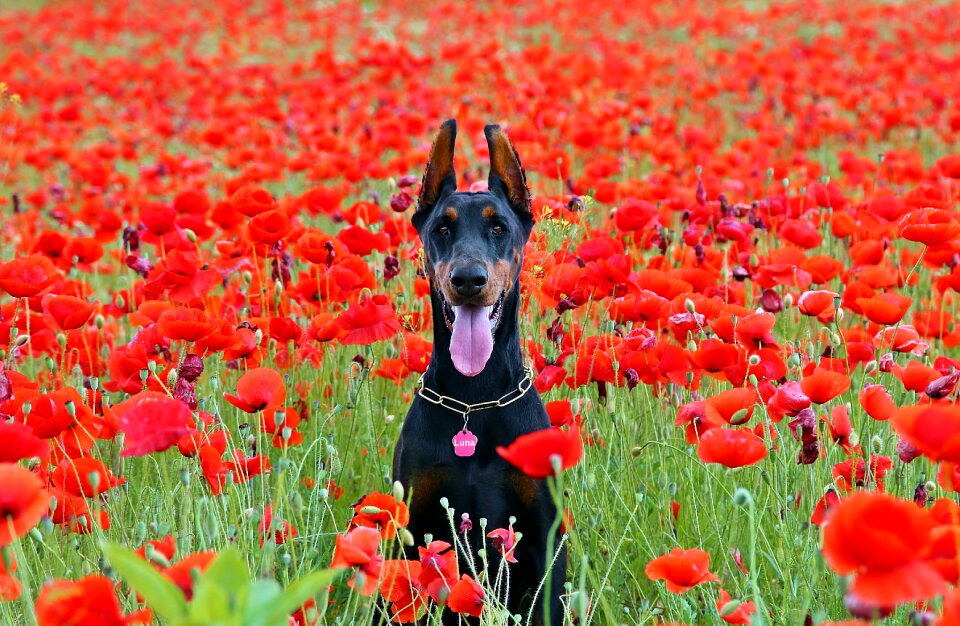 Sitting poppy field