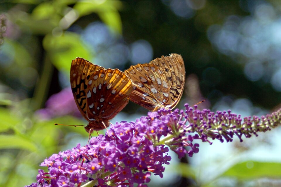 Nature colorful orange