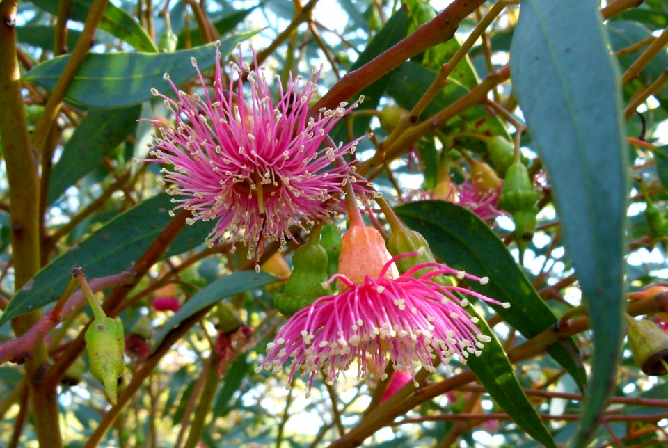Eucalyptus 2 Montjuiic