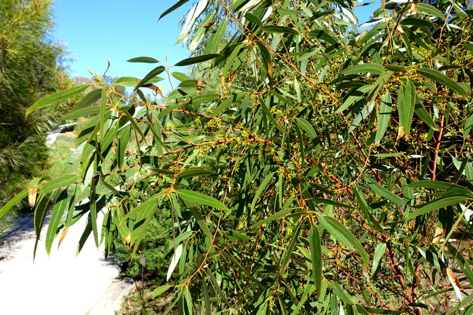 Eucalyptus oleosa - Jardín Botánico de Barcelona - Barcelona, Spain - DSC08984