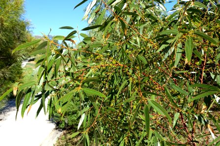 Eucalyptus oleosa - Jardín Botánico de Barcelona - Barcelona, Spain - DSC08984