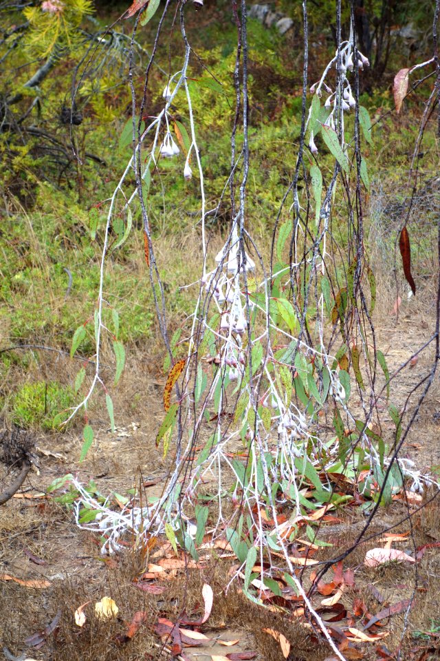 Eucalyptus caesia - UC Santa Cruz Arboretum - DSC07319