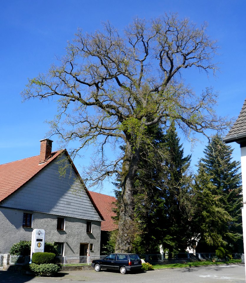 Etteln - Eiche an der Kirchstraße 19 (ND)