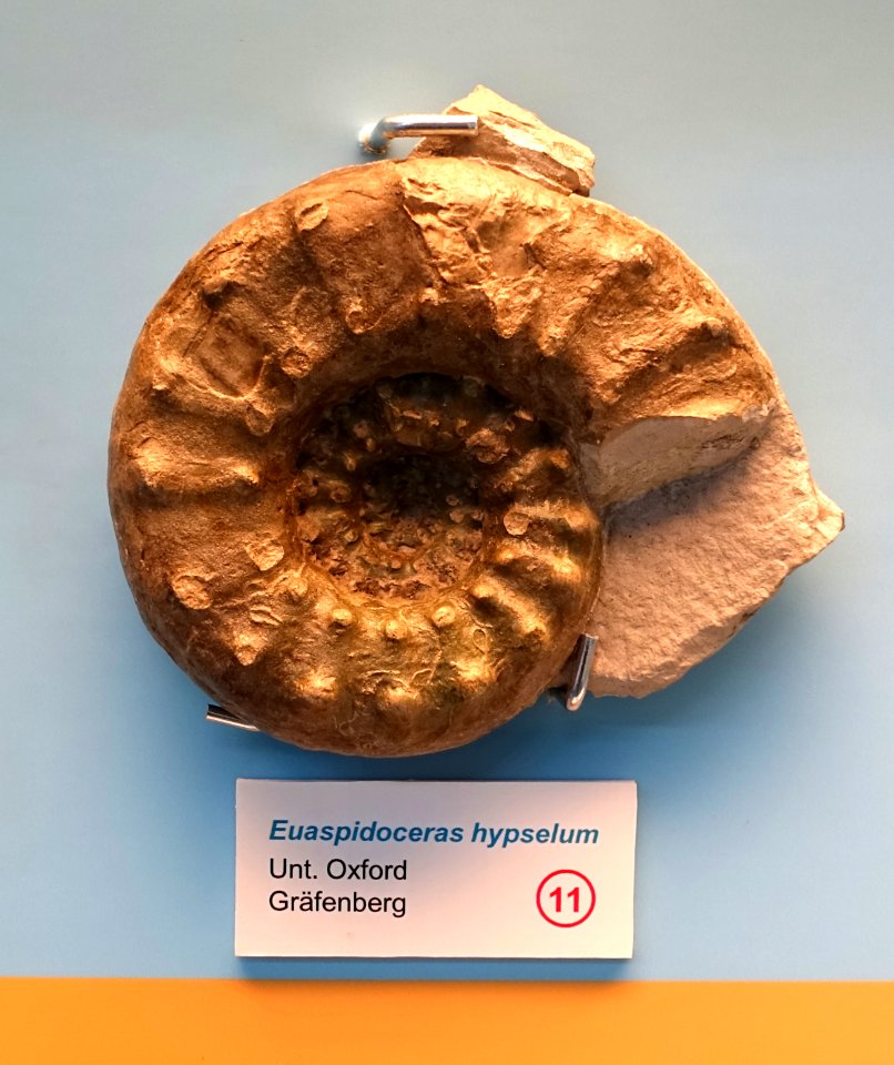 Euaspidoceras hypselum - Naturhistorisches Museum Nürnberg - Nuremberg, Germany - DSC04155