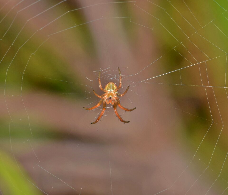 Web webbed trap photo