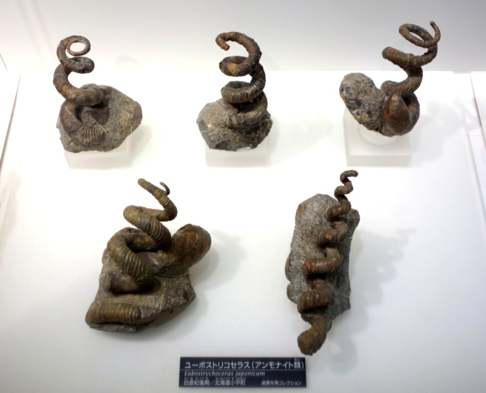 Eubostrychoceras japonicum - National Museum of Nature and Science, Tokyo - DSC06989