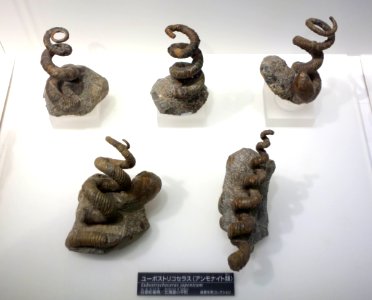 Eubostrychoceras japonicum - National Museum of Nature and Science, Tokyo - DSC06989