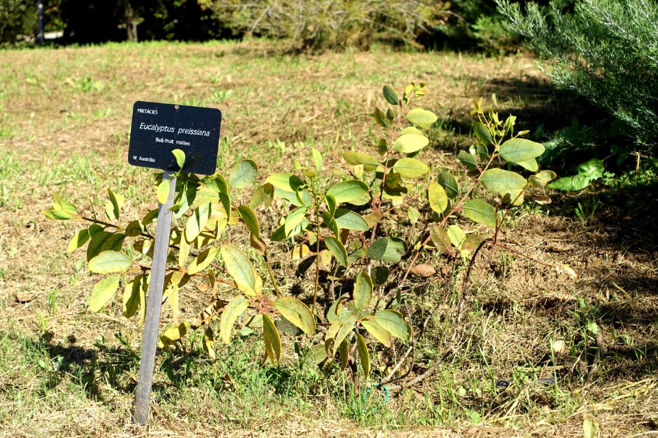 Eucalyptus preissiana - Jardín Botánico de Barcelona - Barcelona, Spain - DSC09023