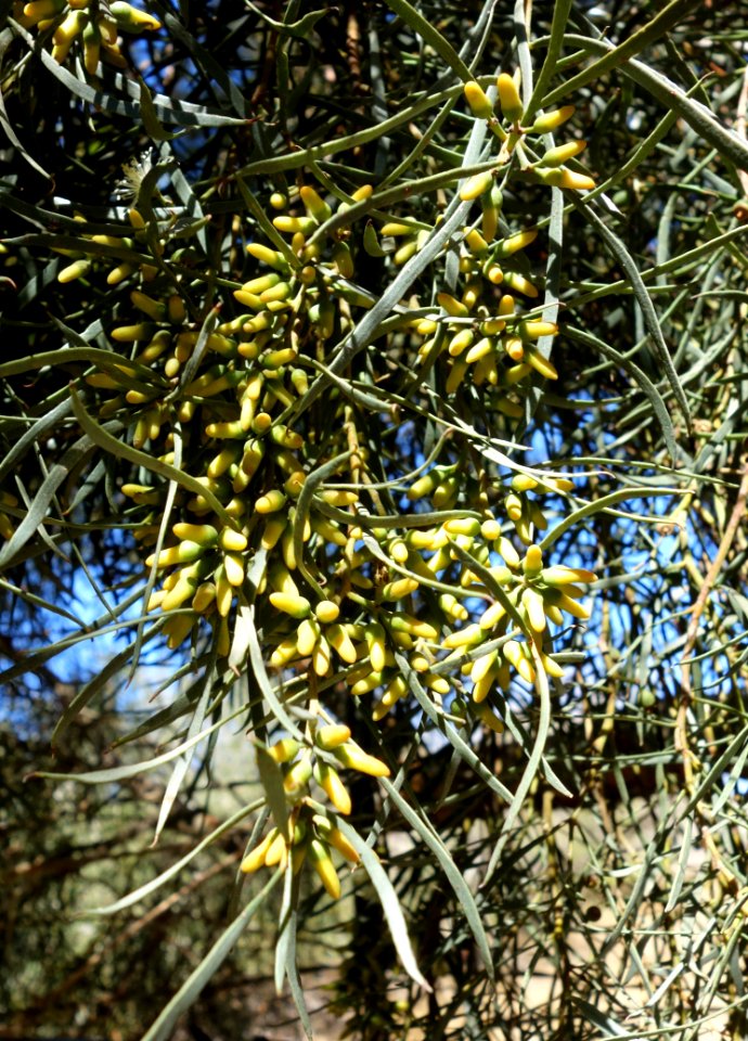 Eucalyptus spathulata - Leaning Pine Arboretum - DSC05517