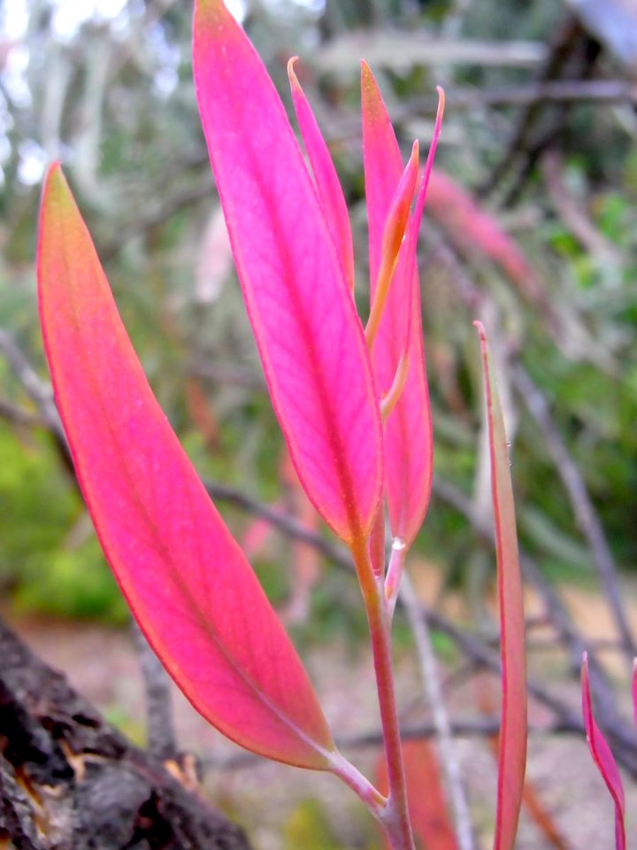Eucalyptus stenostoma new leaves
