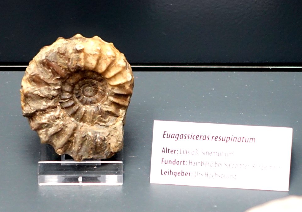 Euagassiceras resupinatum - Naturhistorisches Museum, Braunschweig, Germany - DSC05152