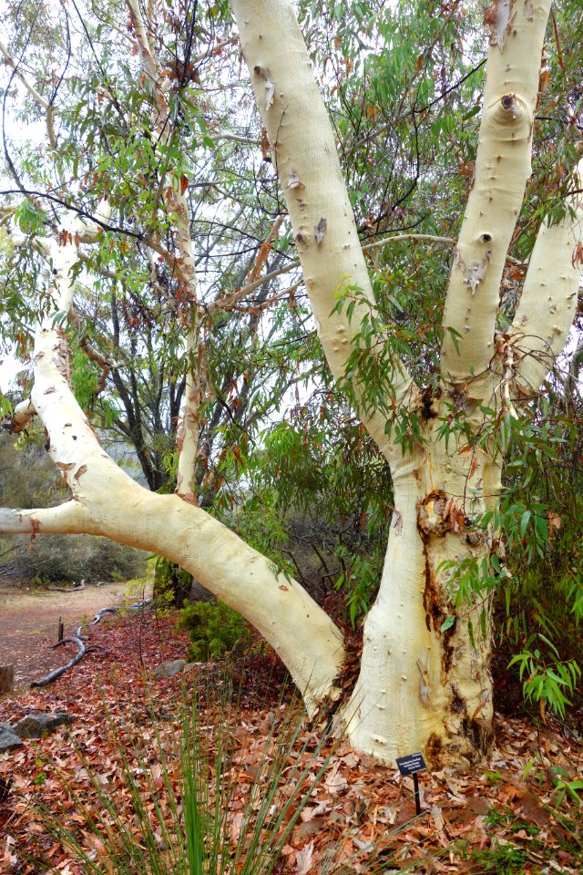Eucalyptus laeliae - UC Santa Cruz Arboretum - DSC07340