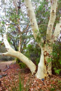 Eucalyptus laeliae - UC Santa Cruz Arboretum - DSC07340
