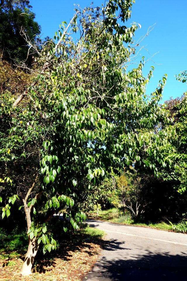 Eucommia ulmoides - San Francisco Botanical Garden - DSC09826