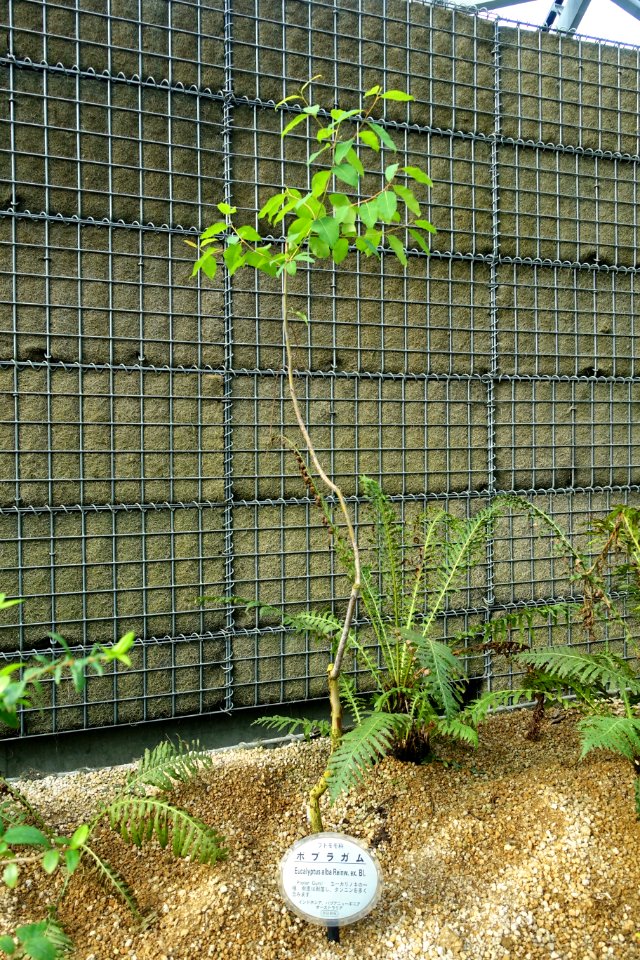 Eucalyptus alba - Shinjuku Gyo-en Greenhouse - Tokyo, Japan - DSC05944
