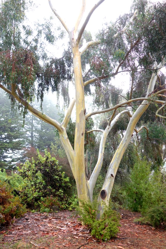 Eucalyptus haemastoma - UC Santa Cruz Arboretum - DSC07448