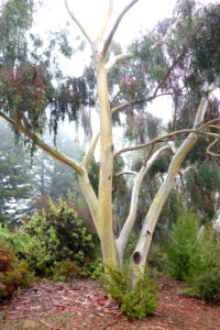 Eucalyptus haemastoma - UC Santa Cruz Arboretum - DSC07448