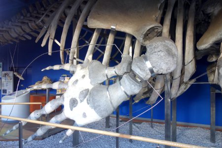 Eubalaena japonica skeleton - Tokyo University of Marine Science and Technology - DSC00903