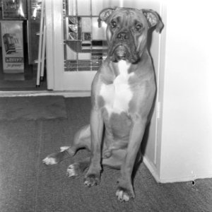Europacup loting kwartfinale, de hond (boxer) van Frits Flinkevleugel, Bestanddeelnr 917-2549