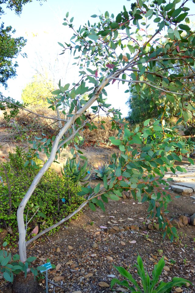 Eucalyptus preissiana - San Luis Obispo Botanical Garden - DSC05907