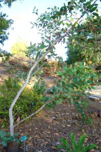 Eucalyptus preissiana - San Luis Obispo Botanical Garden - DSC05907