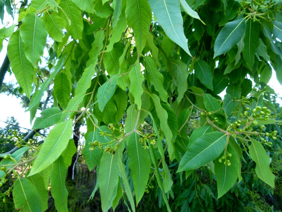Eucalyptus torelliana