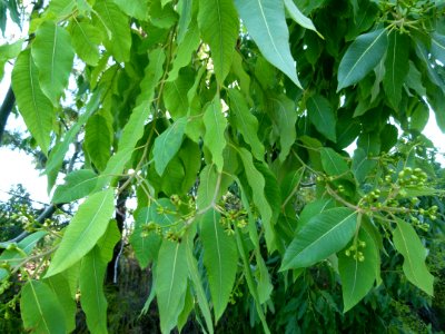 Eucalyptus torelliana