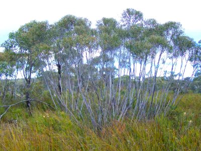 Eucalyptus stricta - Woodford photo