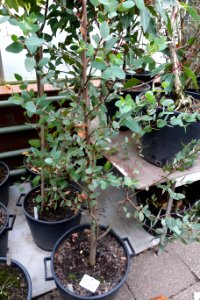 Eucalyptus coccifera - Botanischer Garten, Dresden, Germany - DSC08452