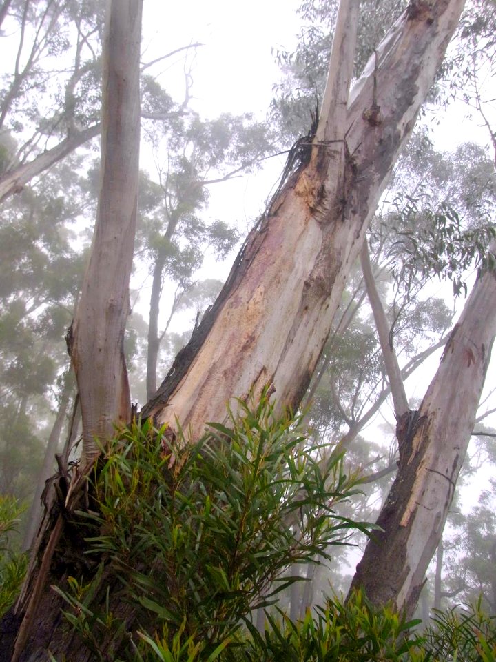 Eucalyptus stenostoma base of tree