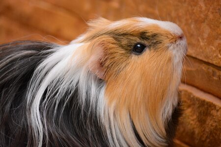 Animals pets home