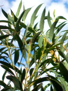 Eucalyptus deuaensis Batemans Bay