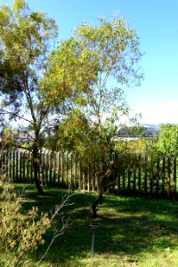 Eucalyptus salmonophloia - Jardín Botánico de Barcelona - Barcelona, Spain - DSC08943