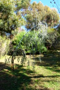 Eucalyptus caesia - Jardín Botánico de Barcelona - Barcelona, Spain - DSC09016