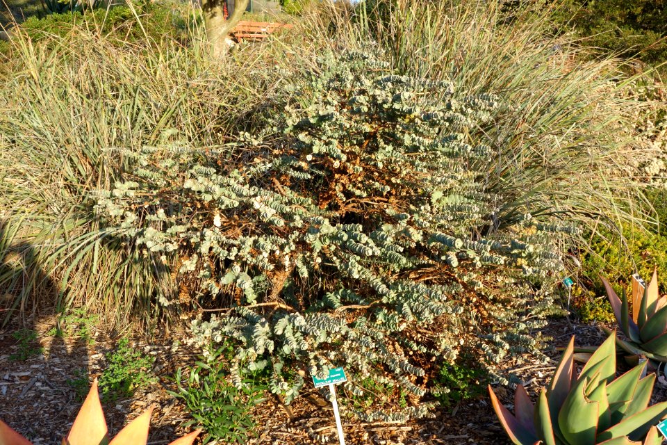 Eucalyptus kruseana - San Luis Obispo Botanical Garden - DSC06025
