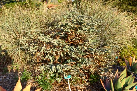 Eucalyptus kruseana - San Luis Obispo Botanical Garden - DSC06025