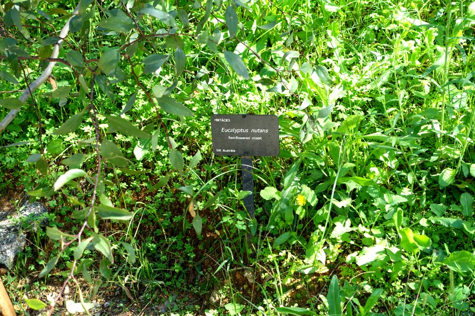 Eucalyptus nutans - Jardín Botánico de Barcelona - Barcelona, Spain - DSC08947