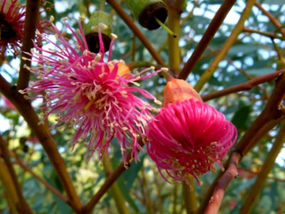 Eucalyptus Montjuic